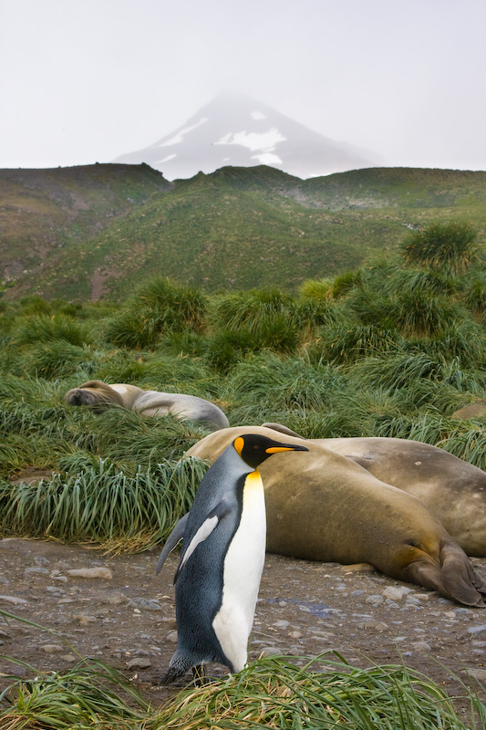 King Penguin And Southern Elephant Seals